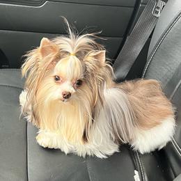 José - Yorkshire Terrier