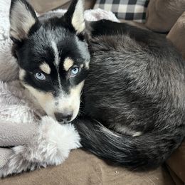 Big Dipper - Black and white Pomsky puppy in Vernon, Connecticut from Lunar Pomskies