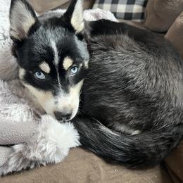 Big Dipper - Black and white Pomsky puppy in Vernon, Connecticut from Lunar Pomskies