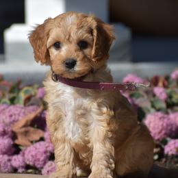Cameron - Red male Cavapoo puppy in Gap, Pennsylvania from Country View Puppies ( License 18816)