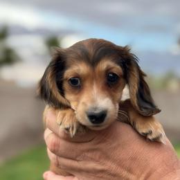 Charlie - Red female Dachshund puppy in Casa Grande, Arizona from Short n Sassy Dachshunds of AZ