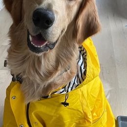 Golden Retriever Puppies from Graceful Goldens