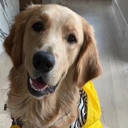 Golden Retriever Puppies from Graceful Goldens