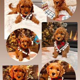Bernedoodle, Goldendoodle, and Sheepadoodle Puppies from Maplesierradoodles