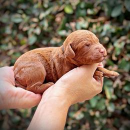 Black Collar Boy - Red  male Poodle puppy in Modesto, California from Dry Creek Poodles