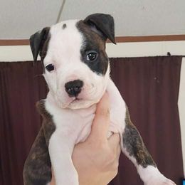 American Staffordshire Terrier Puppies from Kayo Kennel