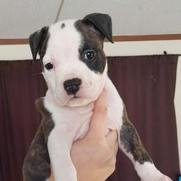 American Staffordshire Terrier Puppies from Kayo Kennel