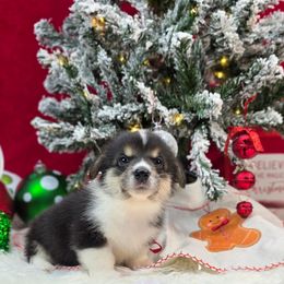 Wildfire - Black and tan female Pembroke Welsh Corgi puppy in Charleston, Arkansas from Hilltop Corgis