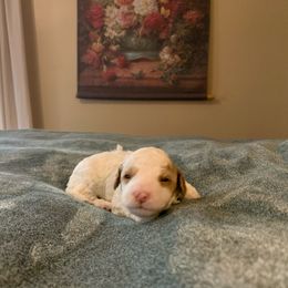 Yellow collar - Cream Goldendoodle puppy in Bellbrook, Ohio from Mini-Doodle Manor