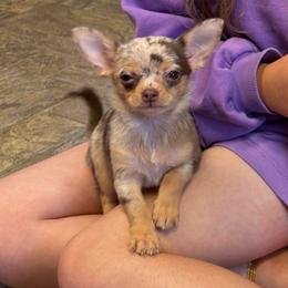 Mazy - Merle female Chihuahua puppy in Beckemeyer, Illinois from Guardian’s of the Chihuahuas
