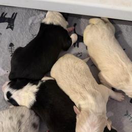Boy 1 - Black and white male Border Collie puppy in Lakeview, Michigan from Haven Creek Farm