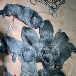 French Bulldog Puppies from Candice Thaggard