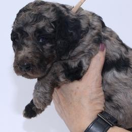 Scout - Merle male Goldendoodle puppy in Westminster, South Carolina from Goldendoodlepuppiessc