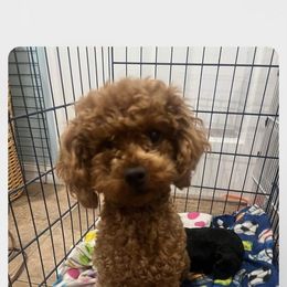 Ruby - Poodle