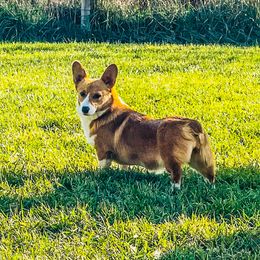 Tilly - Pembroke Welsh Corgi