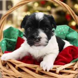 Salsa - Black and white male Havanese puppy in Hendersonville, North Carolina from Grayfinn House
