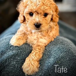 Tate - Apricot male Cavapoo puppy in North Branch, Minnesota from Rosie’s Pups MN