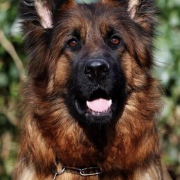 German Shepherd All Grown Up from German shepherd