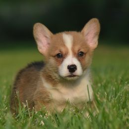 Calm boy - Red male Pembroke Welsh Corgi puppy in Kansas City, Missouri from Willow Creek Corgis