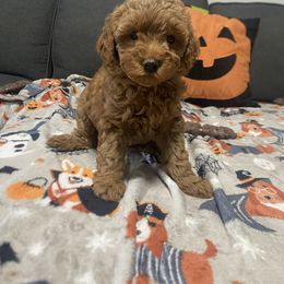 Yellow-Mini - Red  male Goldendoodle puppy in Millville, New Jersey from Michelle's Doodles