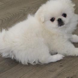 Pekingese Puppies from Amy’s Lil Pekingese
