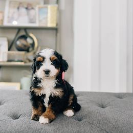 Tootsie - female Australian Mountain Doodle puppy in Murray, Utah from Sun Valley Doodles