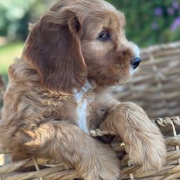 Sycamore Canyon's Ray - Caramel red male Australian Labradoodle puppy in Riverside, California from Sycamore Canyon Labradoodle
