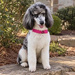 Belvie - Poodle