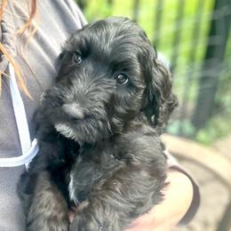 Tiny Tim - Black male Goldendoodle puppy in St Johns, Florida from Nini's Poodles and Doodles of St. Johns Co.