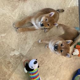 Shiba Inu Puppies from Absolute Shibas