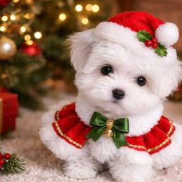 Angel - White female Maltese puppy in North Myrtle Beach, South Carolina from Perfect Puppies