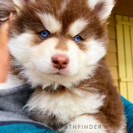 Pomsky Puppies from Pathfinder Pomskies