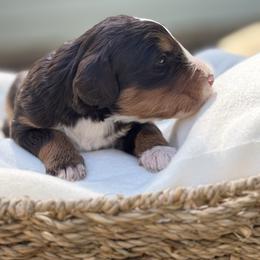 Java - Tri-color female Bernedoodle puppy in Temecula, California from Country Hills Doodles