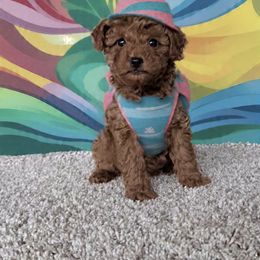 Khloe - Red  female Poodle puppy in Mint Hill, North Carolina from DoodleForever