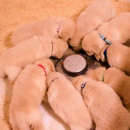 English Springer Spaniel and Golden Retriever Puppies from Promise Kennels