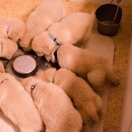 English Springer Spaniel and Golden Retriever Puppies from Promise Kennels