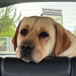 Peach - Labrador Retriever