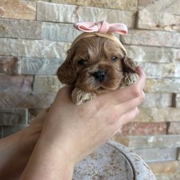 Norman - Red female Cockapoo puppy in Indiana from muddy boots cocker spaniels and cockapoos