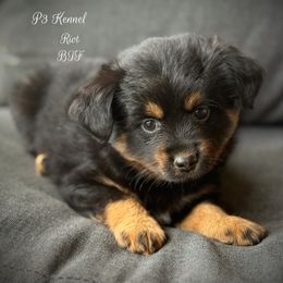 Riot - Black tri female Toy Australian Shepherd puppy in Virginia from P3 Kennel