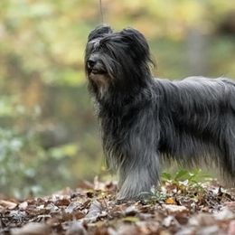Boston Terriers and Pyrenean Shepherds from Echo Ridge Kennel