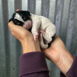 Dottie - Tri-color female Bernedoodle puppy in Yuba City, California from Ranch House Doodles