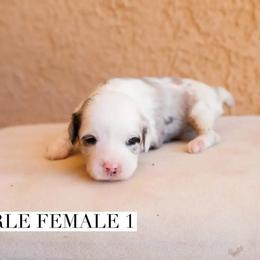 Aussiedoodle and Goldendoodle Puppies from Ever After Doodles Arizona