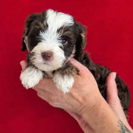 Bunny - Tri-color female Bernedoodle puppy in Milton, Florida from Sutton Place Doodles