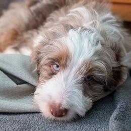 Aussiedoodle Puppies from Ridgeview Aussiedoodles