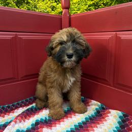 Buttered pecan - Wheaten male Whoodle puppy in Gladewater, Texas from Kalin’s K9s
