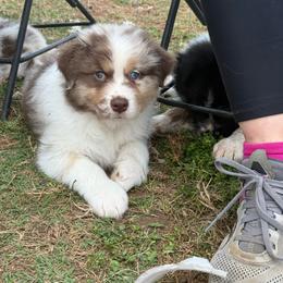 King - Red merle male Australian Shepherd puppy in Dallas, Georgia from Sunsprite Aussies
