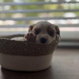 Cavalier King Charles Spaniel Puppies from SHANNON'S CAVALIERS