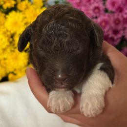 Petunia - Brown female Lagotto Romagnolo puppy in Micanopy, Florida from Fortuna Farms