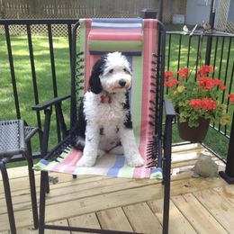 Aussiedoodle All Grown Up from White Pine Farm