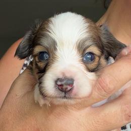 Nitro - Red white and sable male Papillon puppy in Surprise, Arizona from Papillons in Arizona